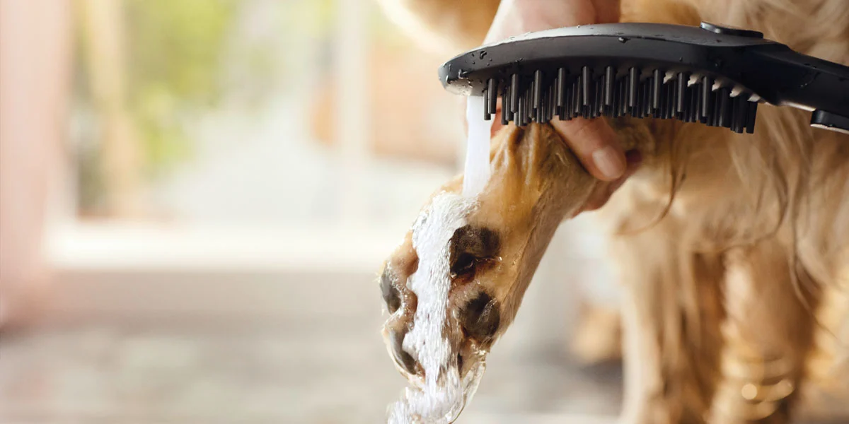 hansgrohe kutyazuhany dogshower 1